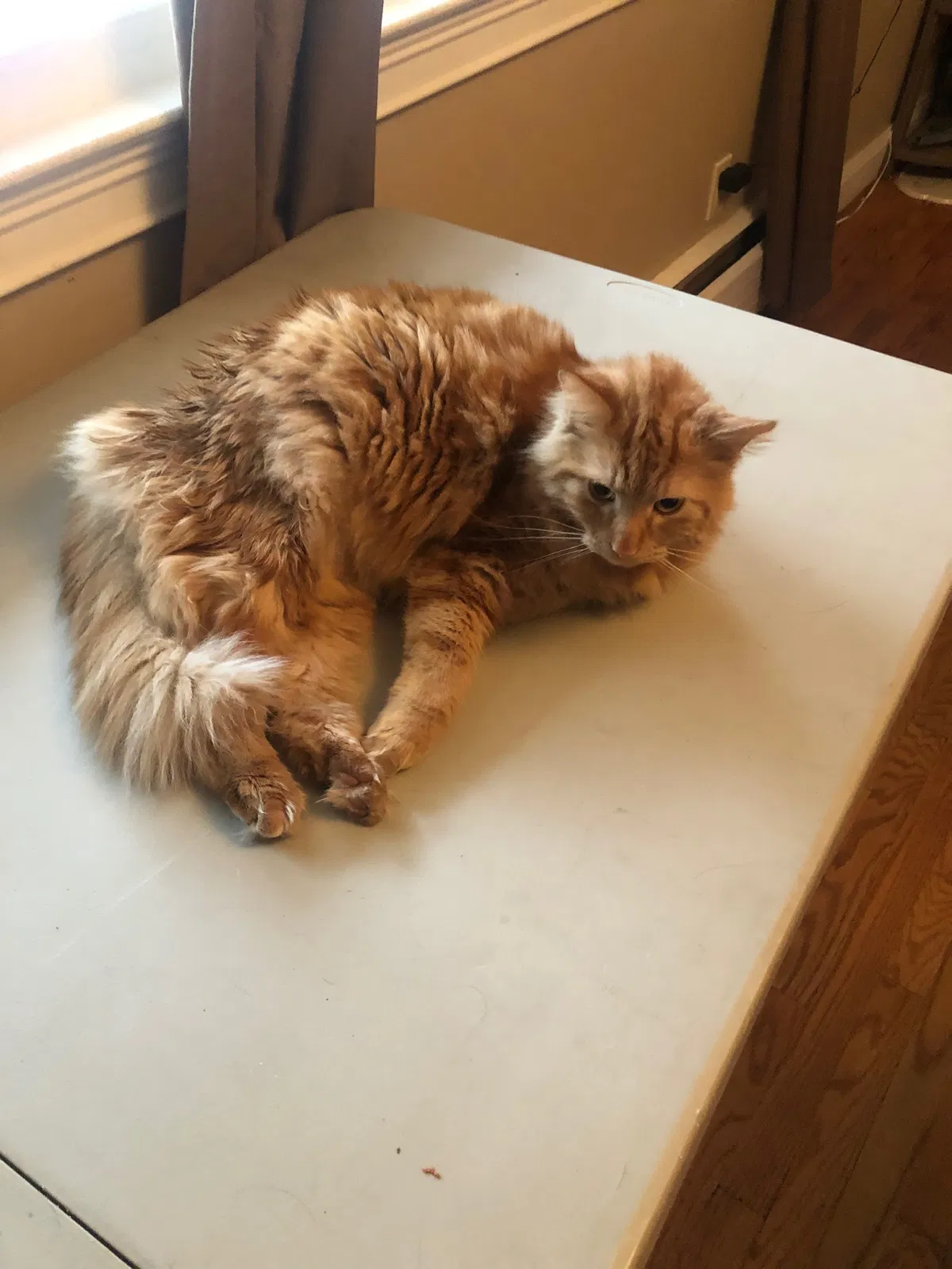 Lost cat in Stratford, CT, 6614