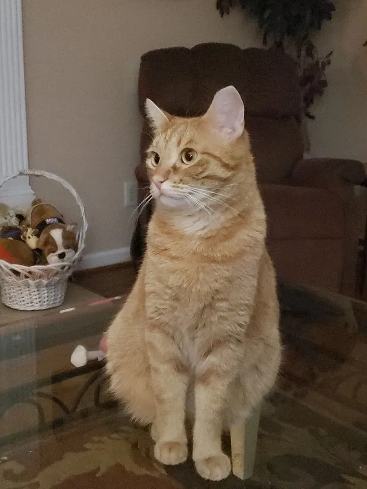 Lost cat in Birmingham, AL, 35242