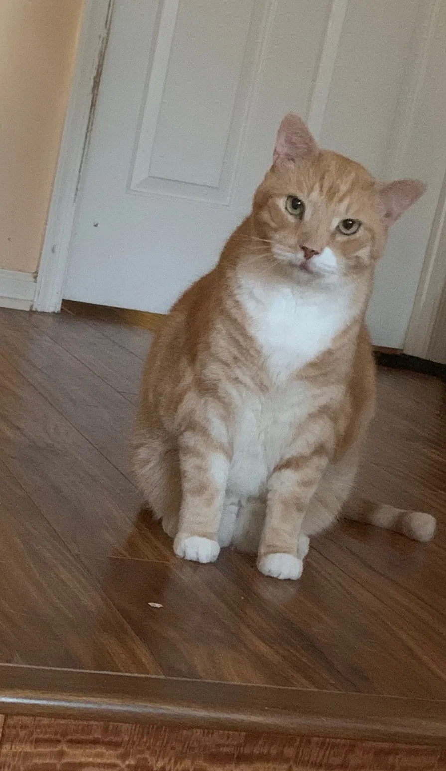 Lost cat in Virginia Beach, VA, 23453