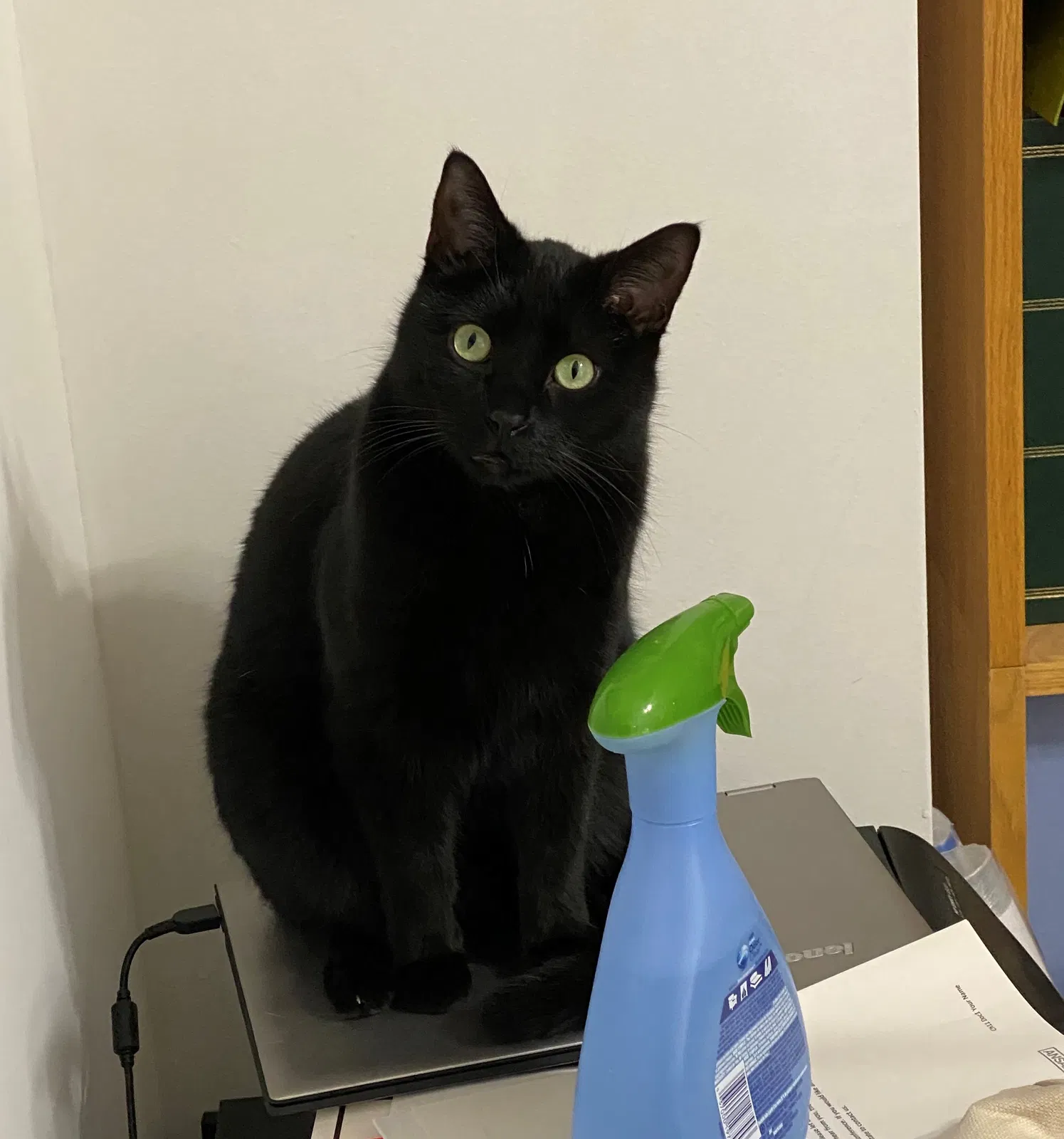 Lost cat in Bettendorf, IA, 52722