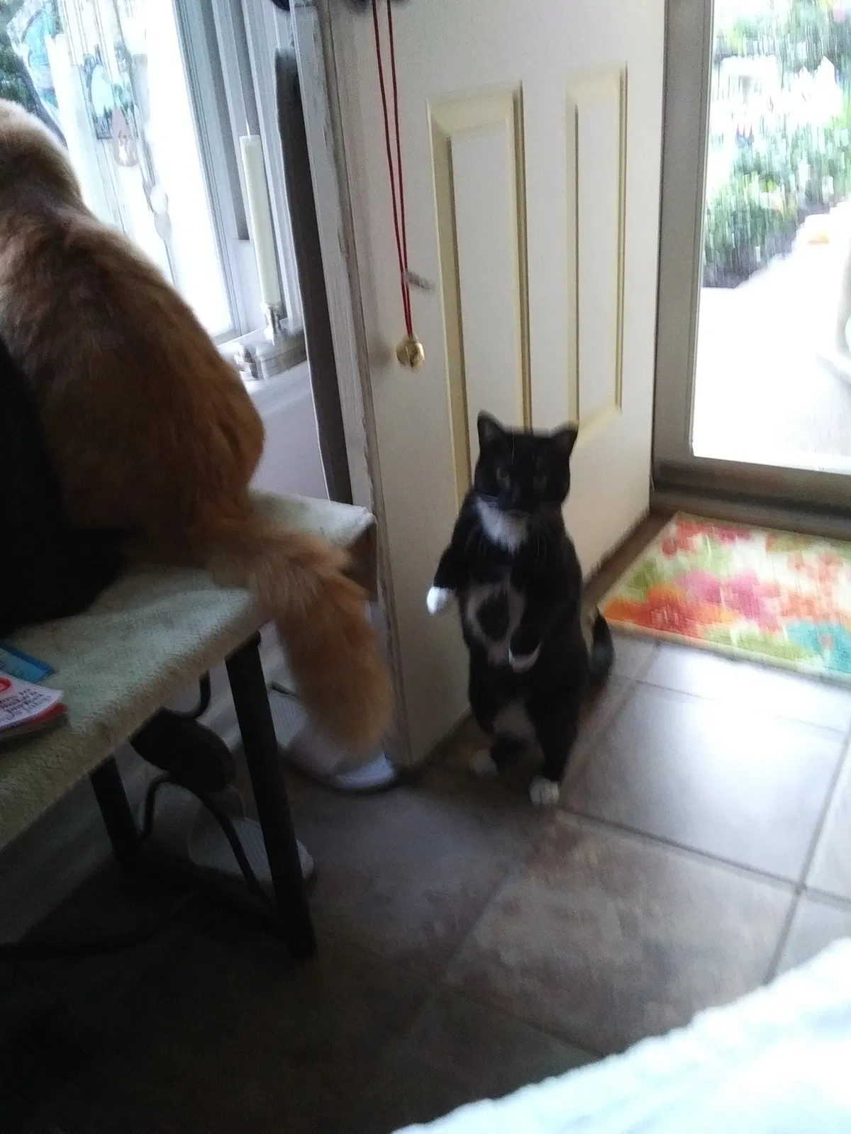 Lost cat in Fayetteville, NC, 28314