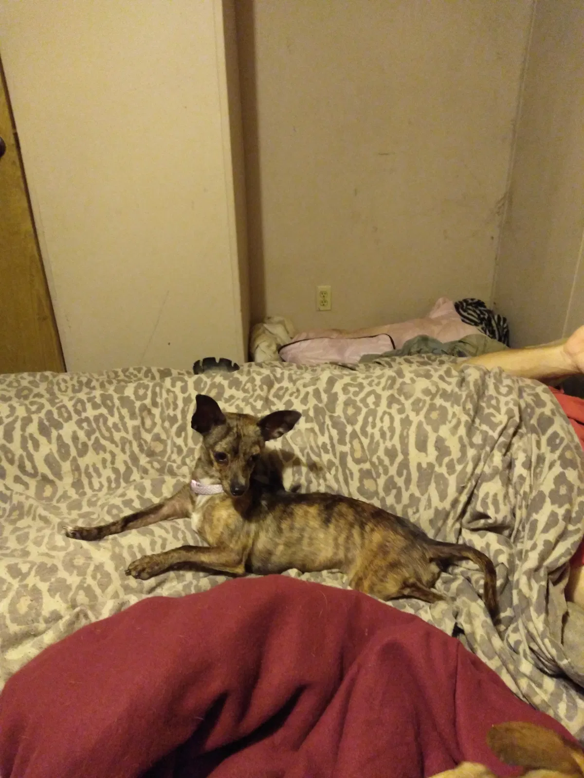 Lost dog in Liberty, SC, 29657