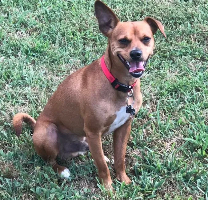 Lost dog in Fort Washington, MD, 20744