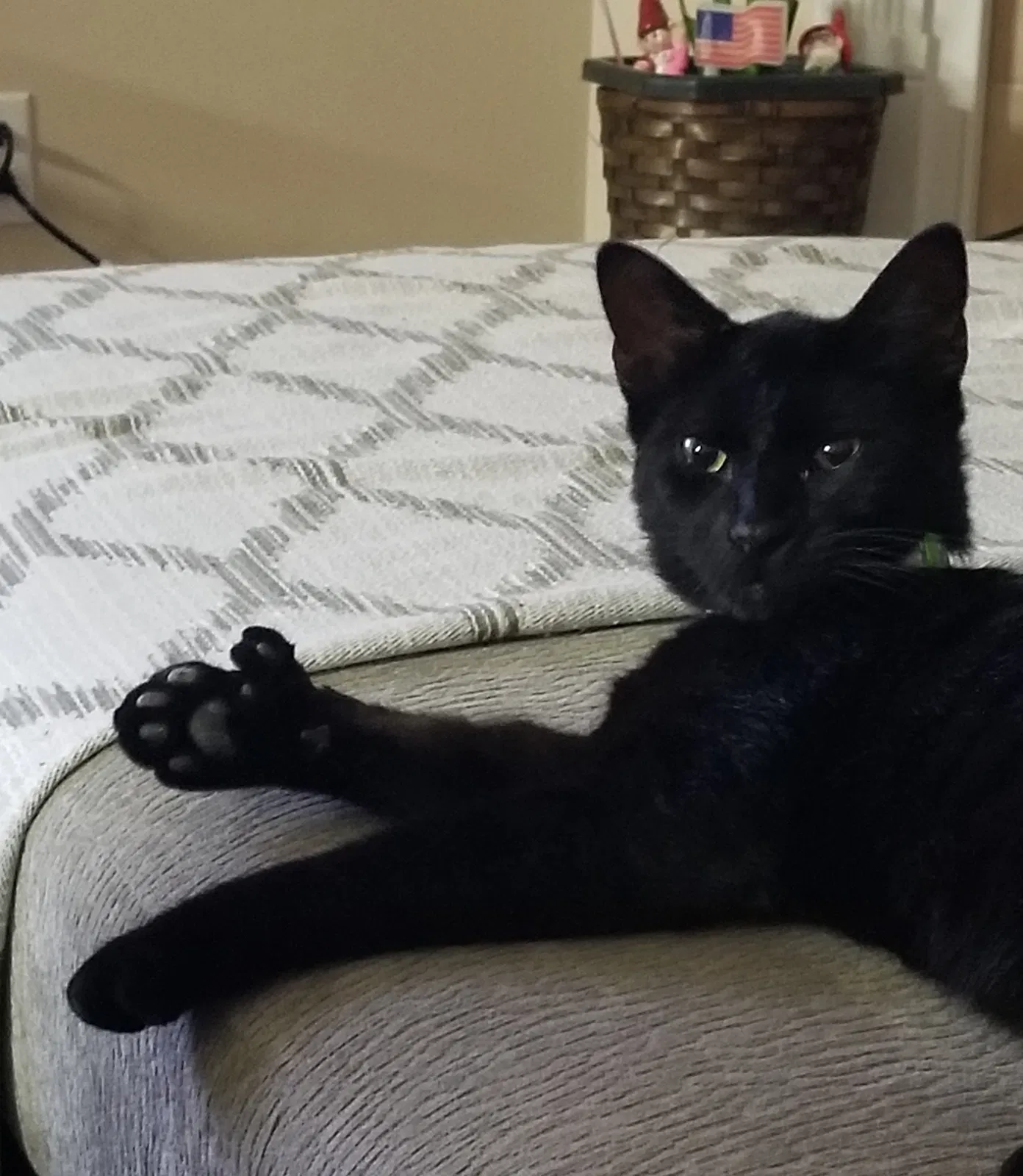 Lost cat in Diberville, MS, 39540