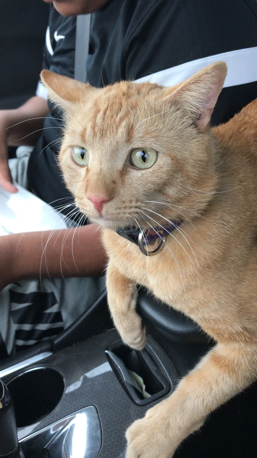Lost cat in Chandler, AZ, 85225