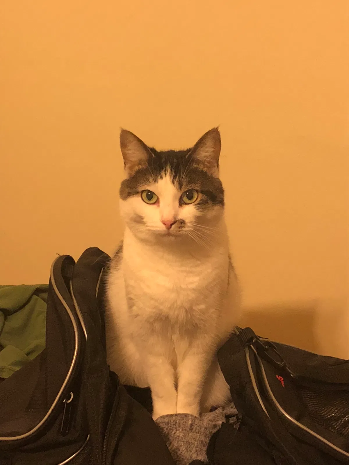 Lost cat in Raeford, NC, 28376