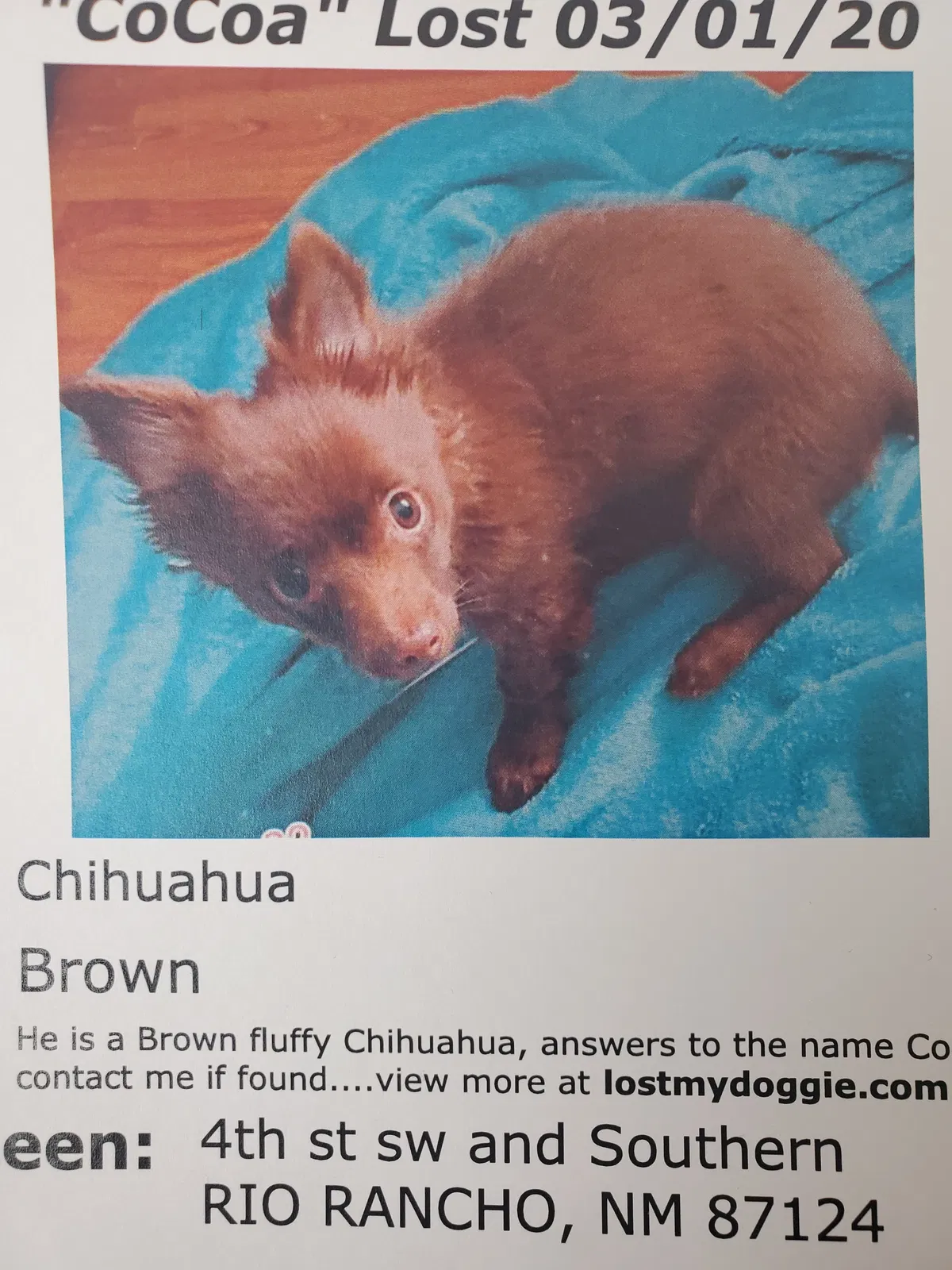 Lost dog in Rio Rancho, NM, 87124