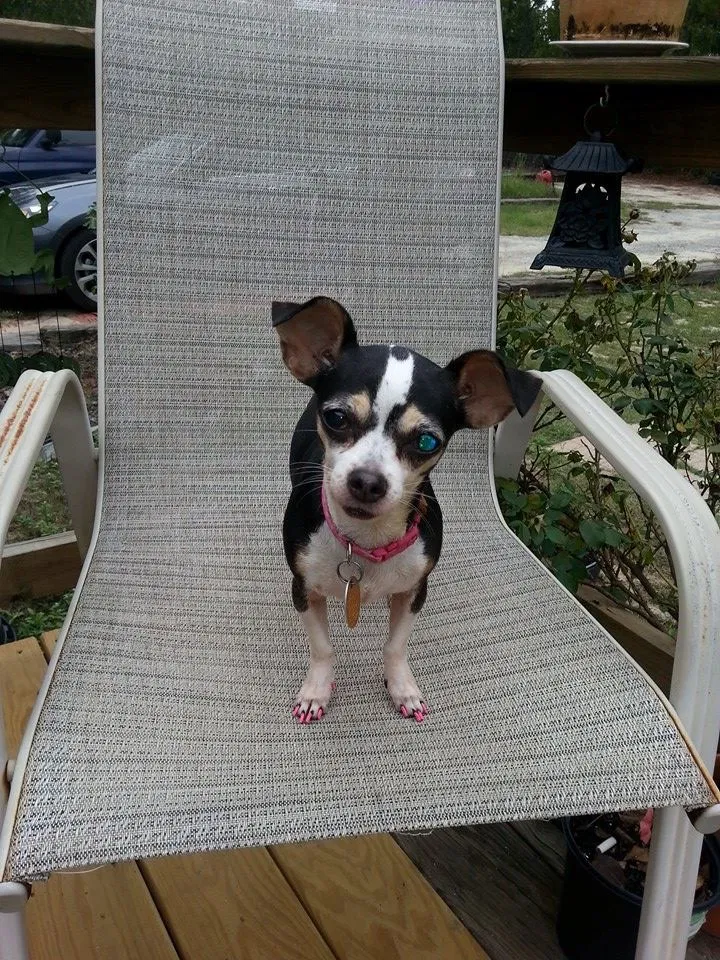 Lost dog in Lexington, SC, 29073