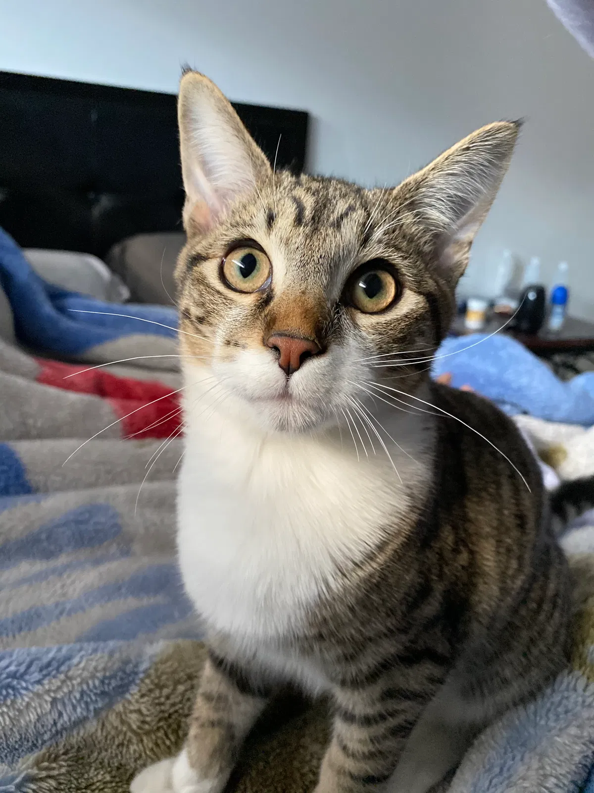 Lost cat in Denver, CO, 80226