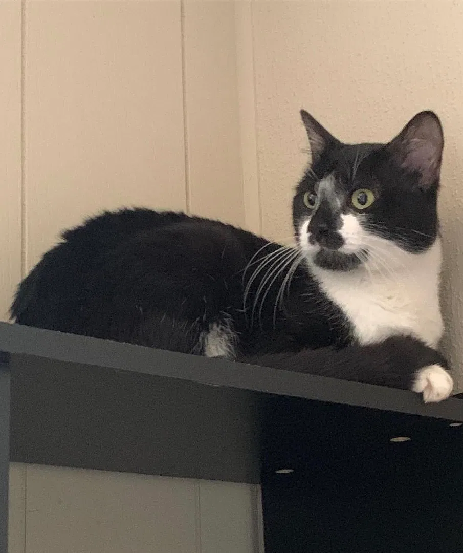 Lost cat in Lexington, SC, 29073
