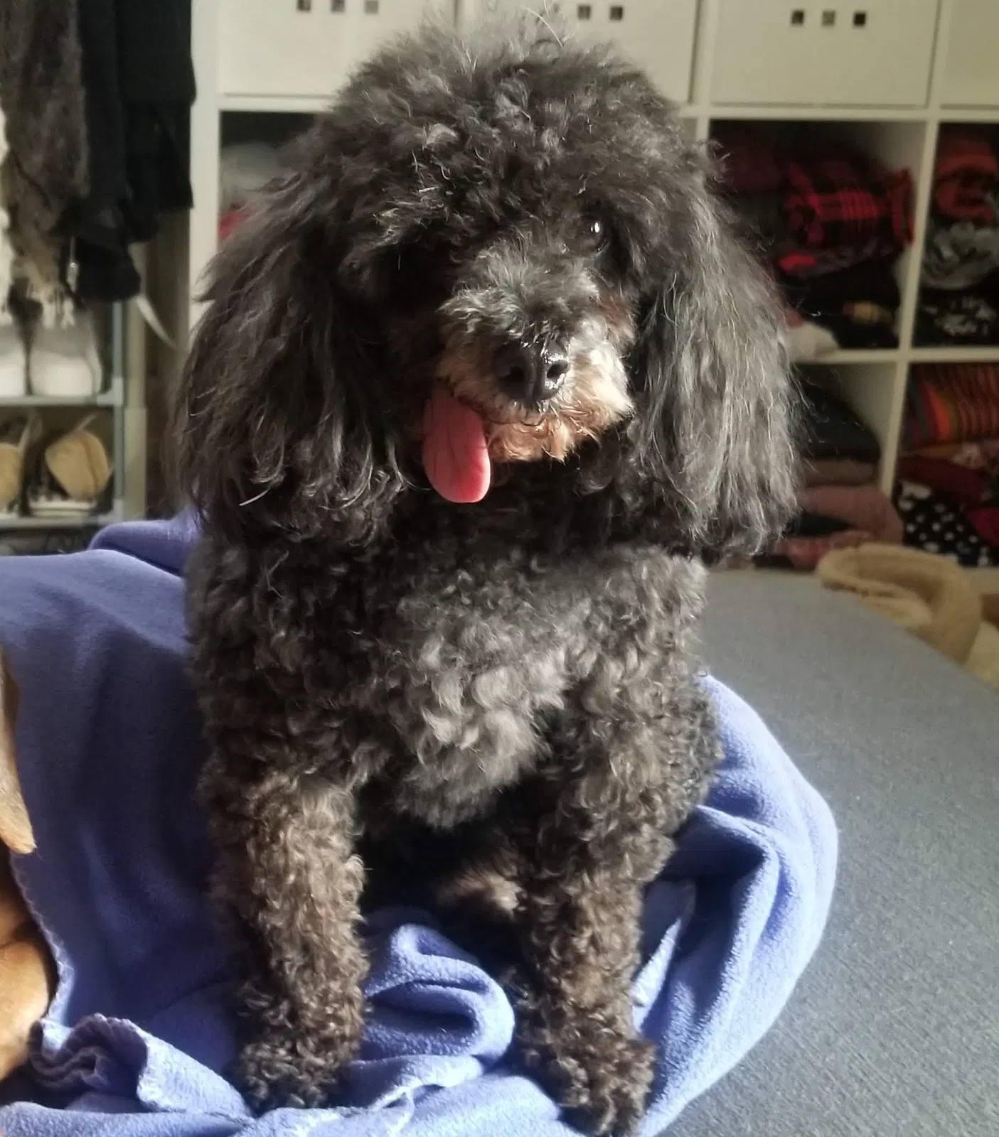 Lost dog in Winston Salem, NC, 27103