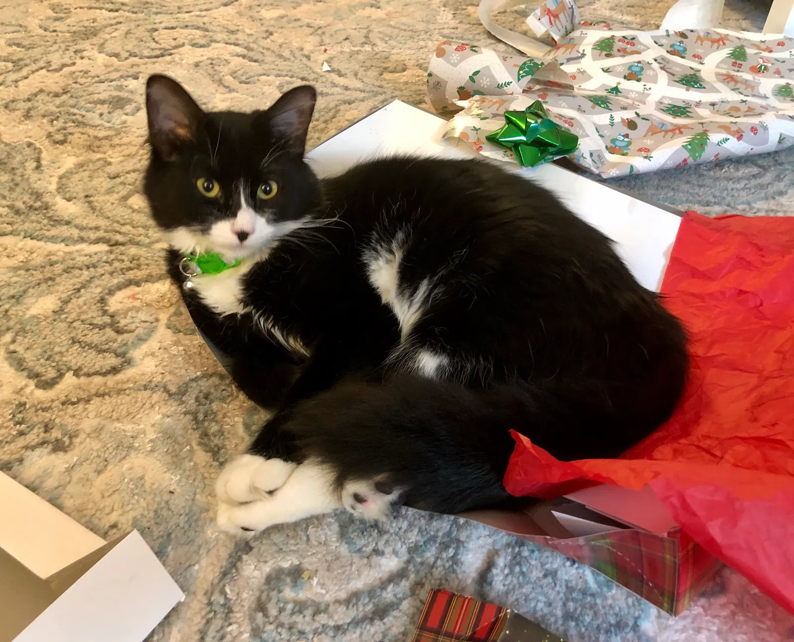 Lost cat in Lacey, WA, 98503