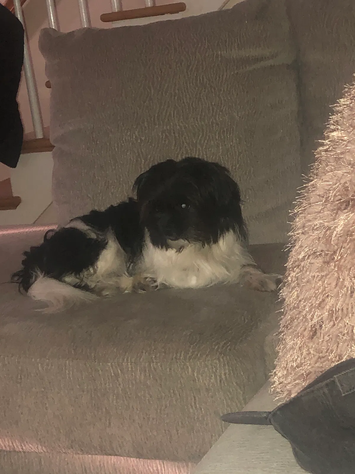 Lost dog in Allentown, PA, 18109