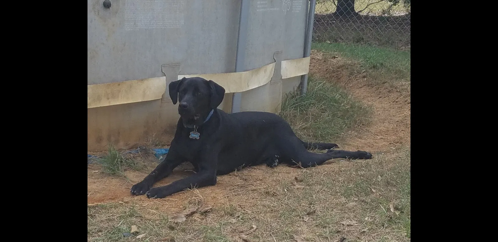 Lost dog in Gilbert, SC, 29054