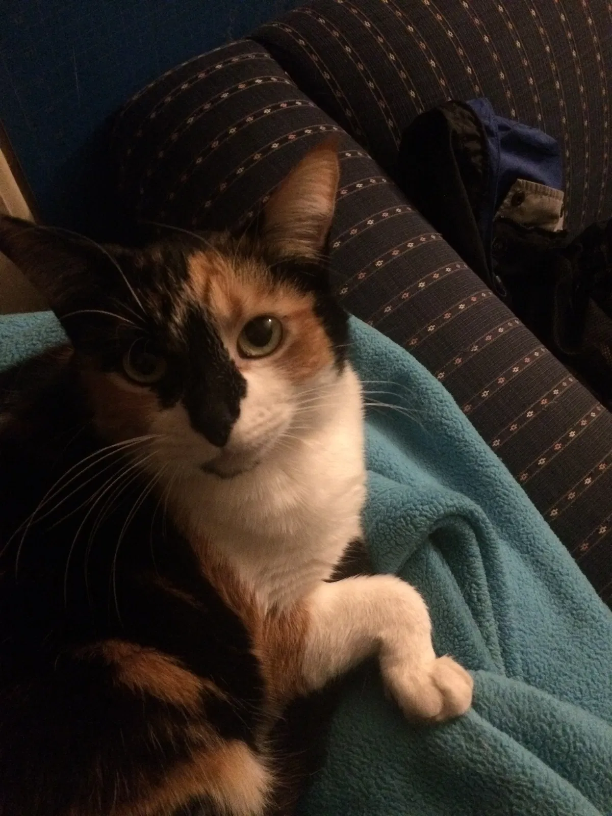 Lost cat in Detroit, MI, 48221
