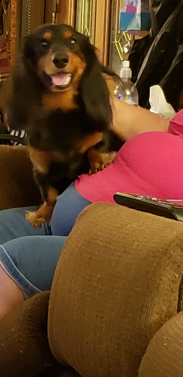 Lost dog in Little Rock, AR, 72210