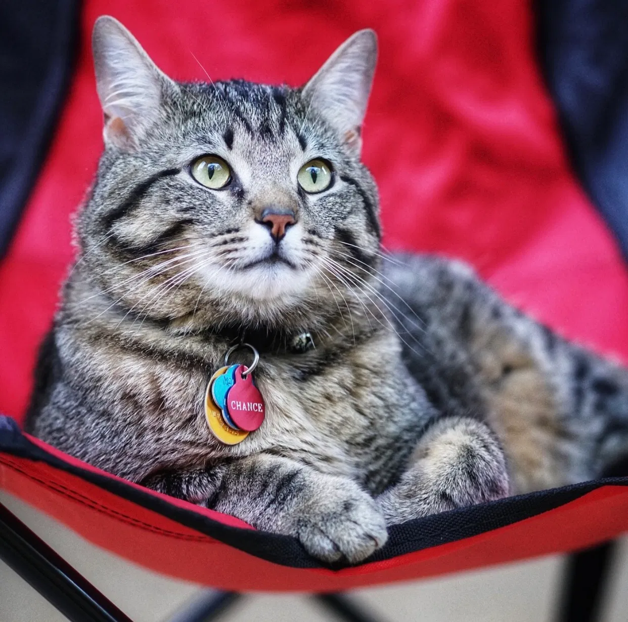 Lost cat in Maumelle, AR, 72113