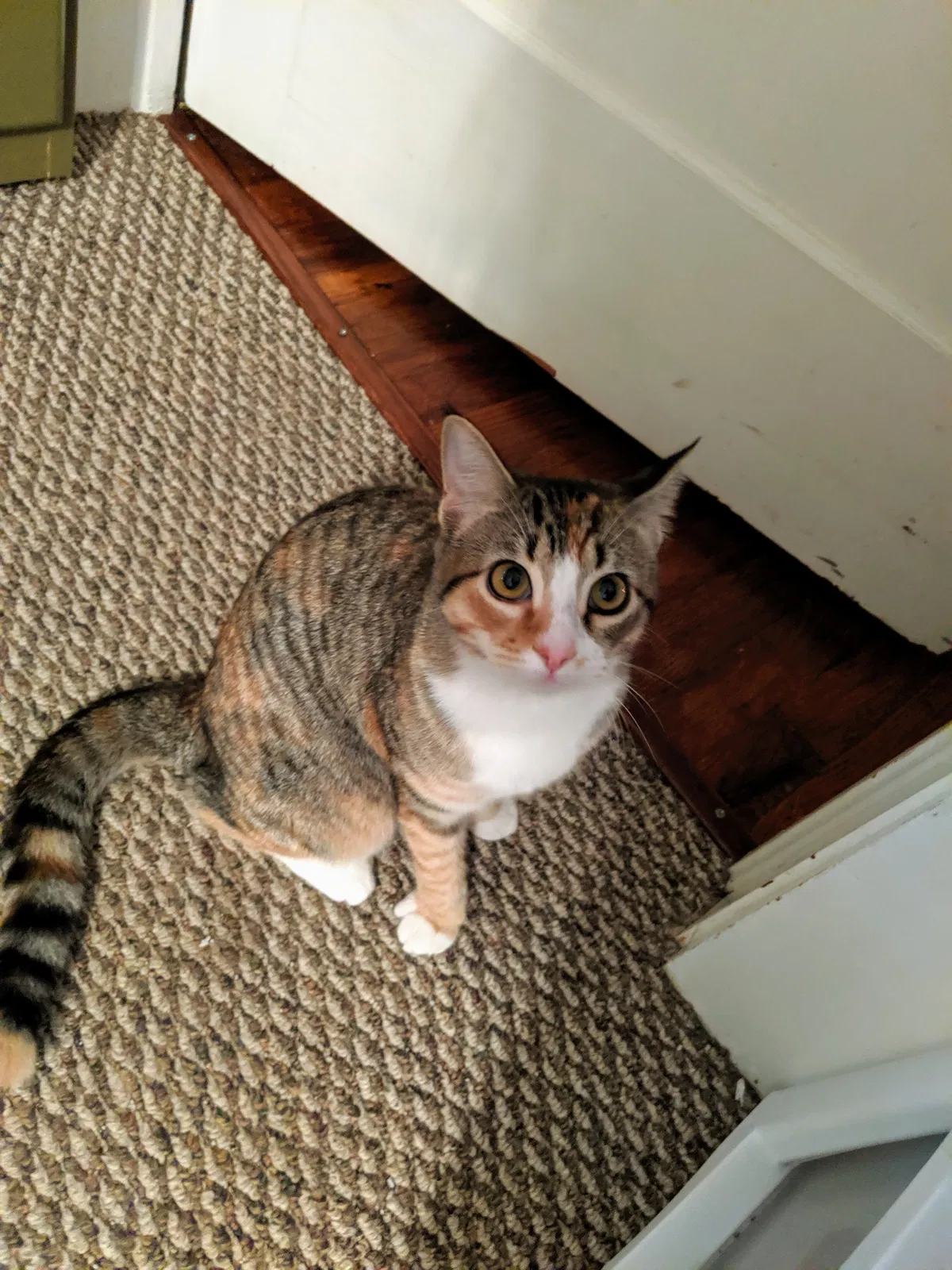 Lost cat in Marshall, TX, 75670
