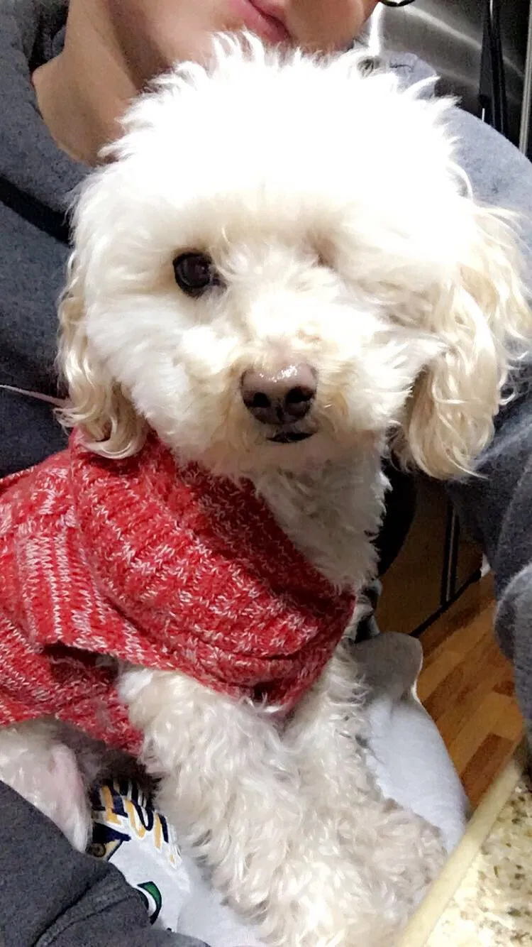 Lost dog in Syracuse, NY, 13215