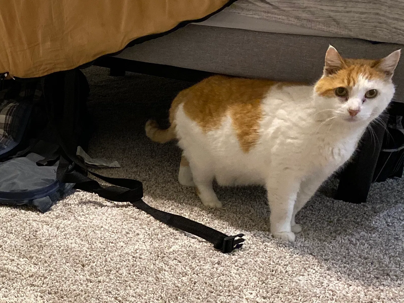 Lost cat in Waco, TX, 76706