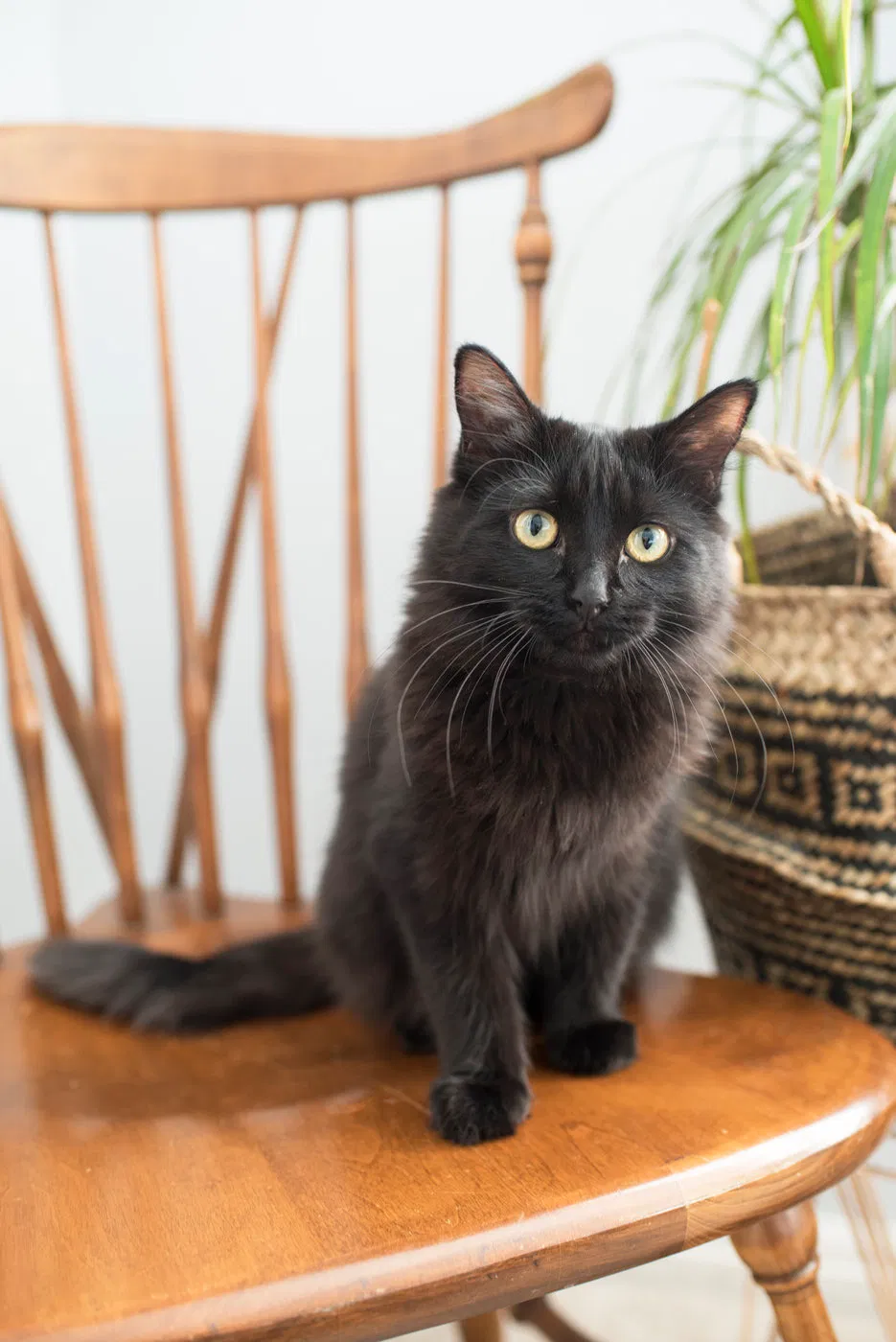 Lost cat in Roy, UT, 84067