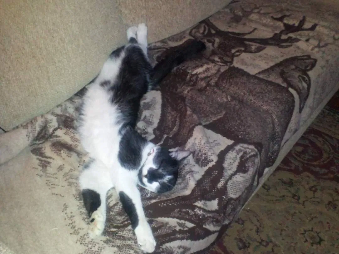 Lost cat in Lawrence, KS, 66049