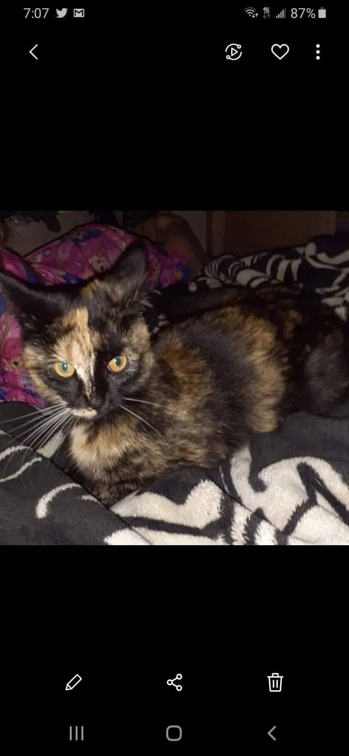 Lost cat in Roy, UT, 84067
