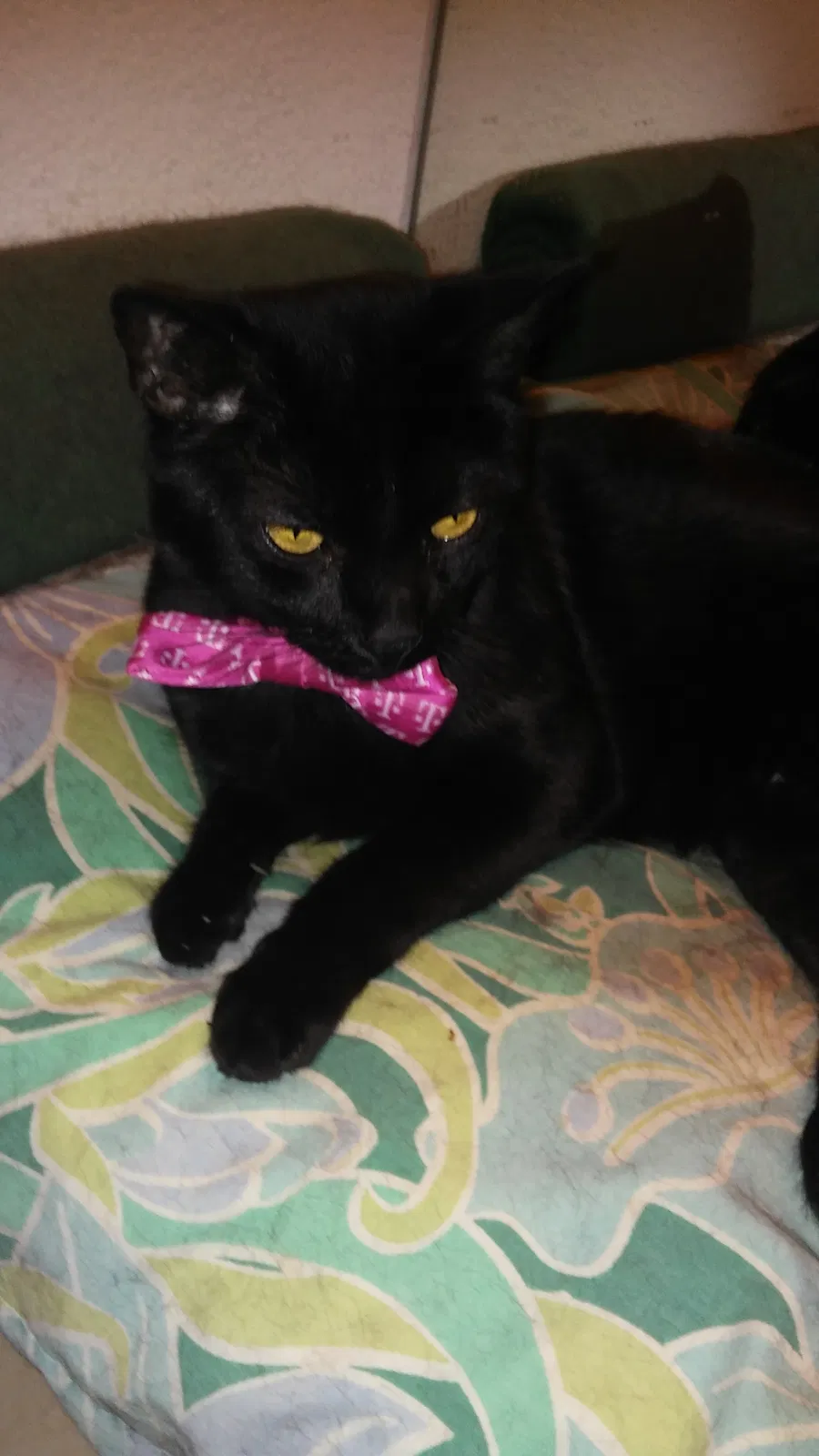 Lost cat in Tempe, AZ, 85282