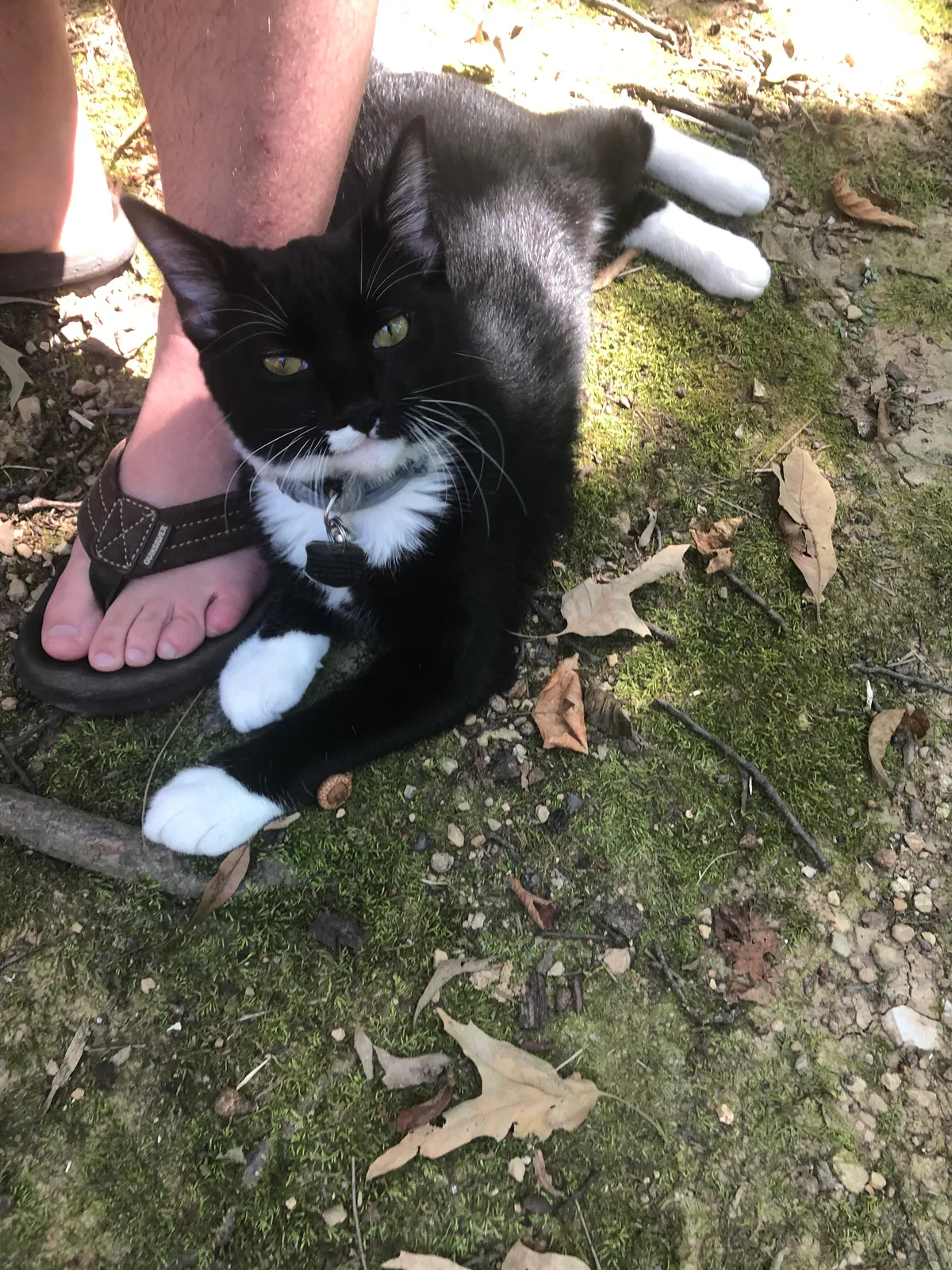 Lost cat in Springfield, MO, 65803