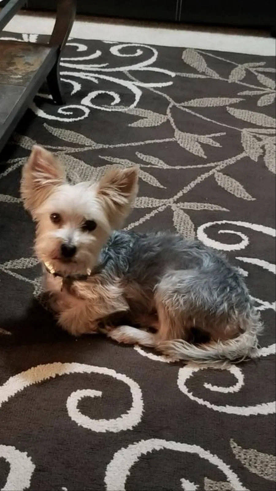 Lost dog in Columbia, SC, 29209