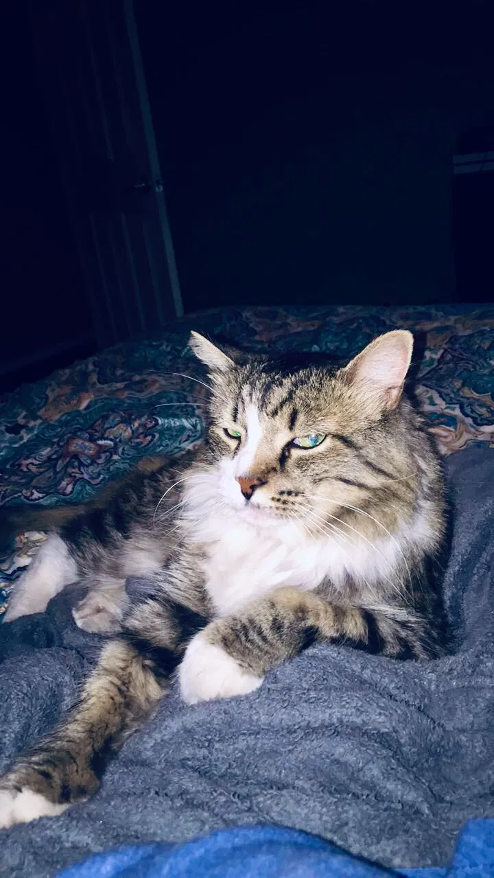 Lost cat in Chandler, AZ, 85224