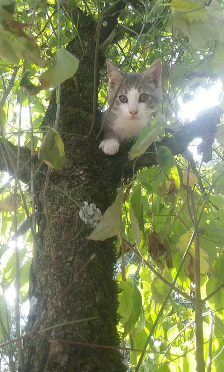 Lost cat in Portland, OR, 97230
