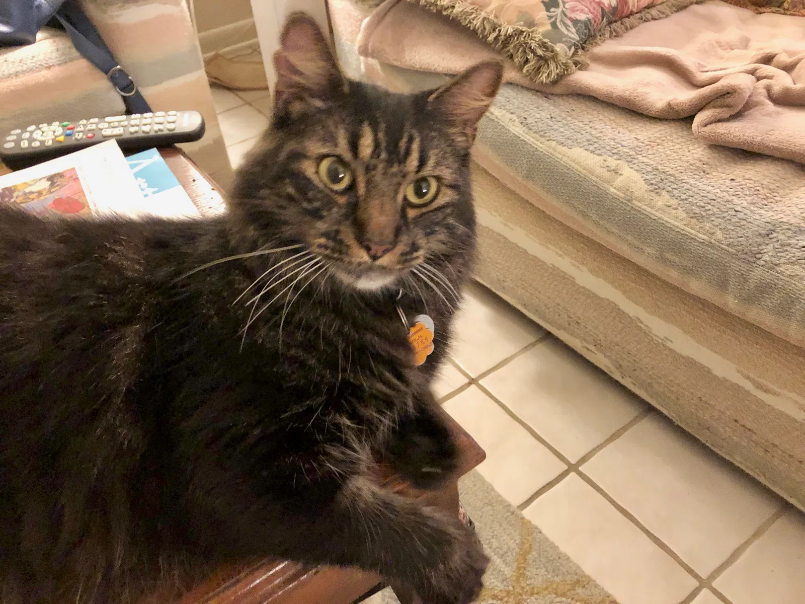 Lost cat in Tampa, FL, 33617