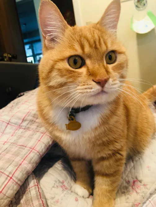 Lost cat in Bothell, WA, 98012