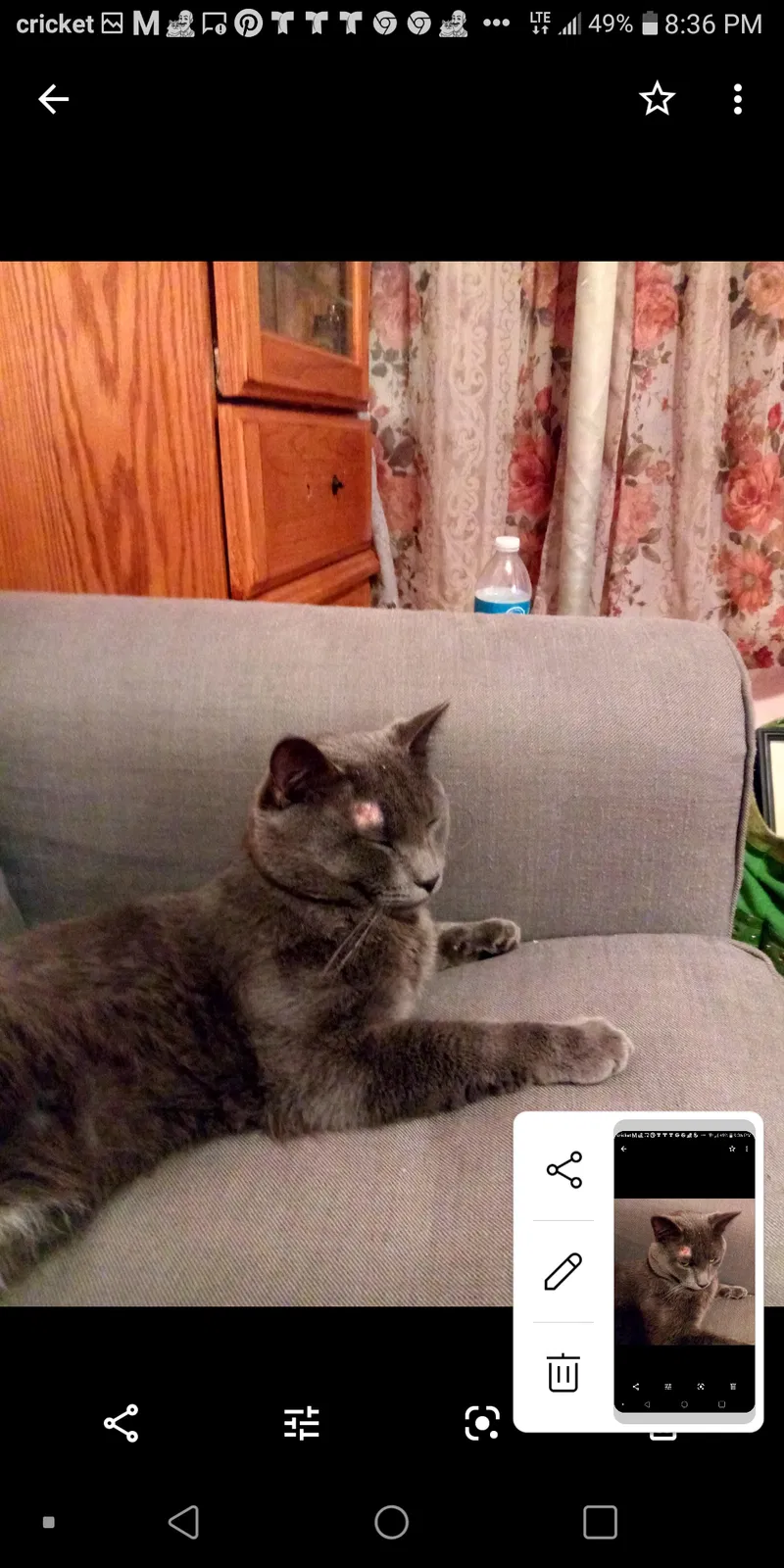 Lost cat in Chicago, IL, 60608