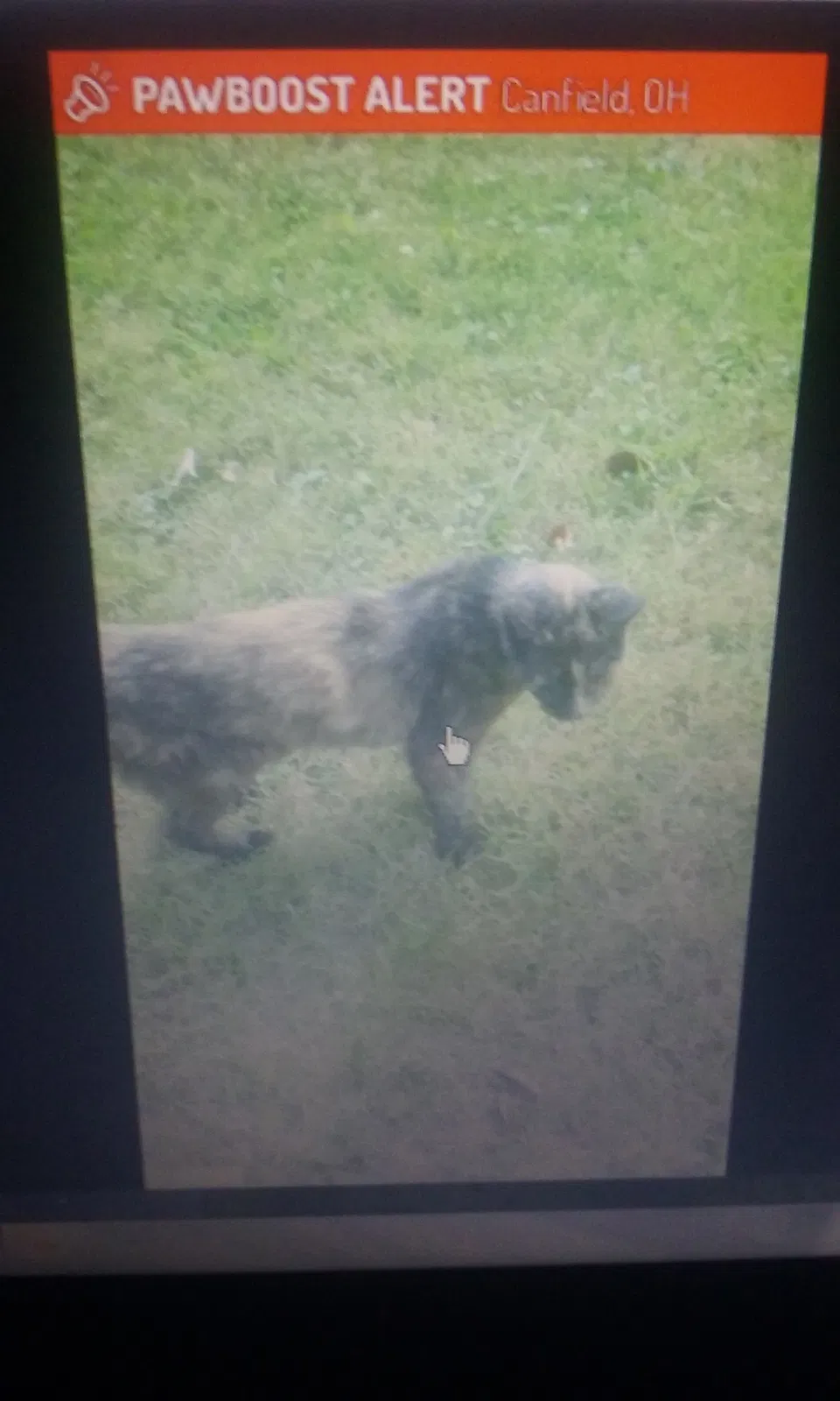 Lost cat in Canfield, OH, 44406