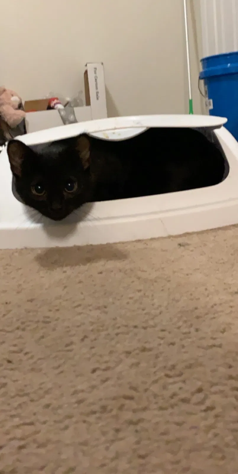 Lost cat in Spartanburg, SC, 29301