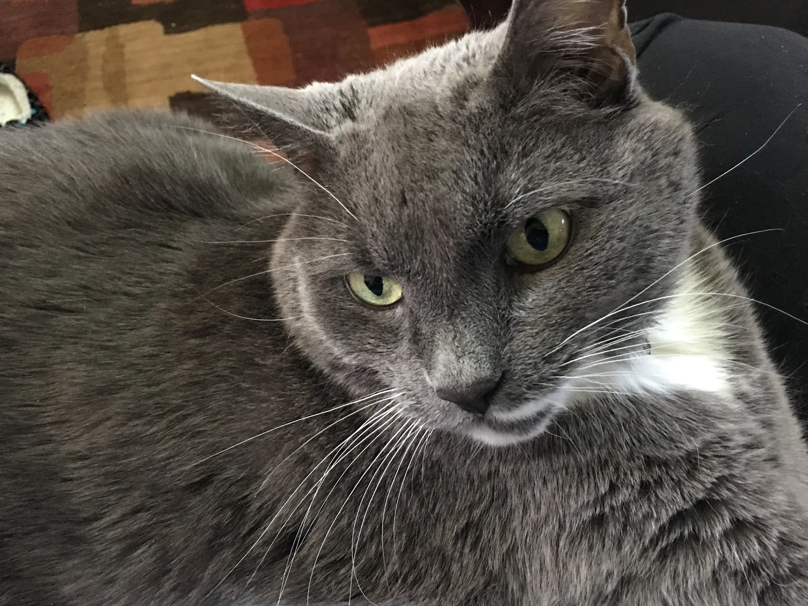 Lost cat in Littleton, CO, 80126