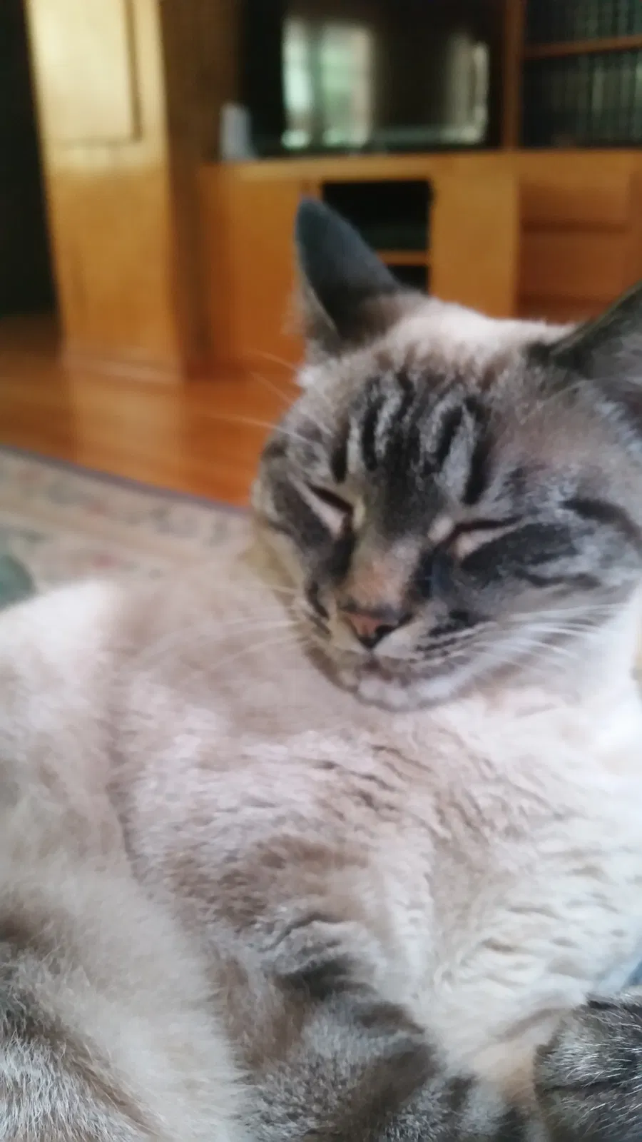 Lost cat in Lexington, SC, 29072