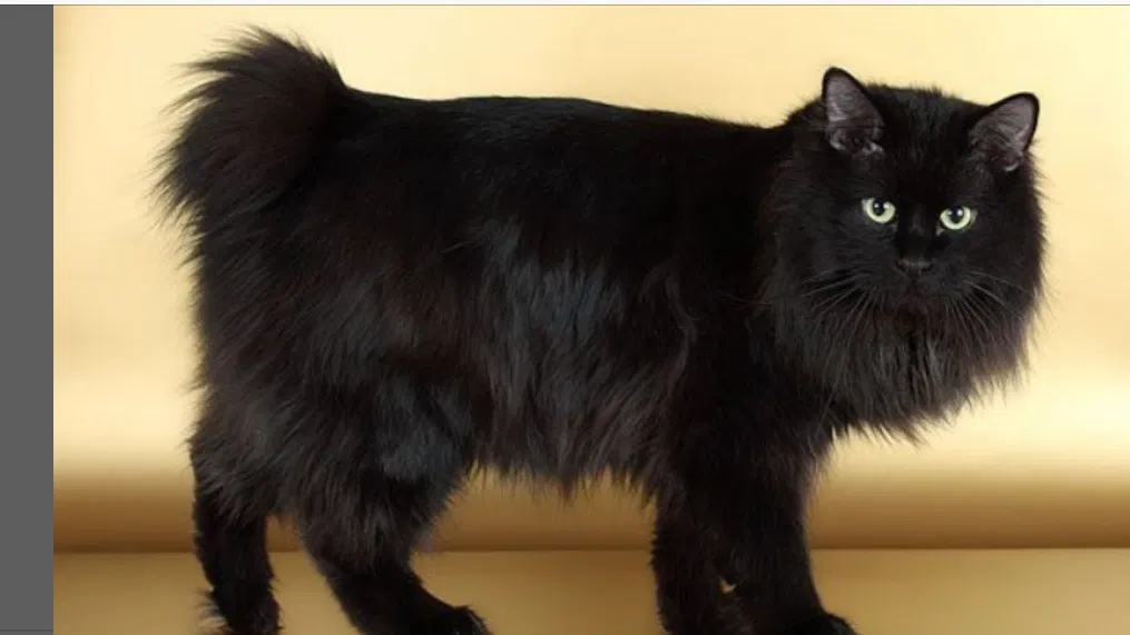 Lost cat in Boston, MA, 2298