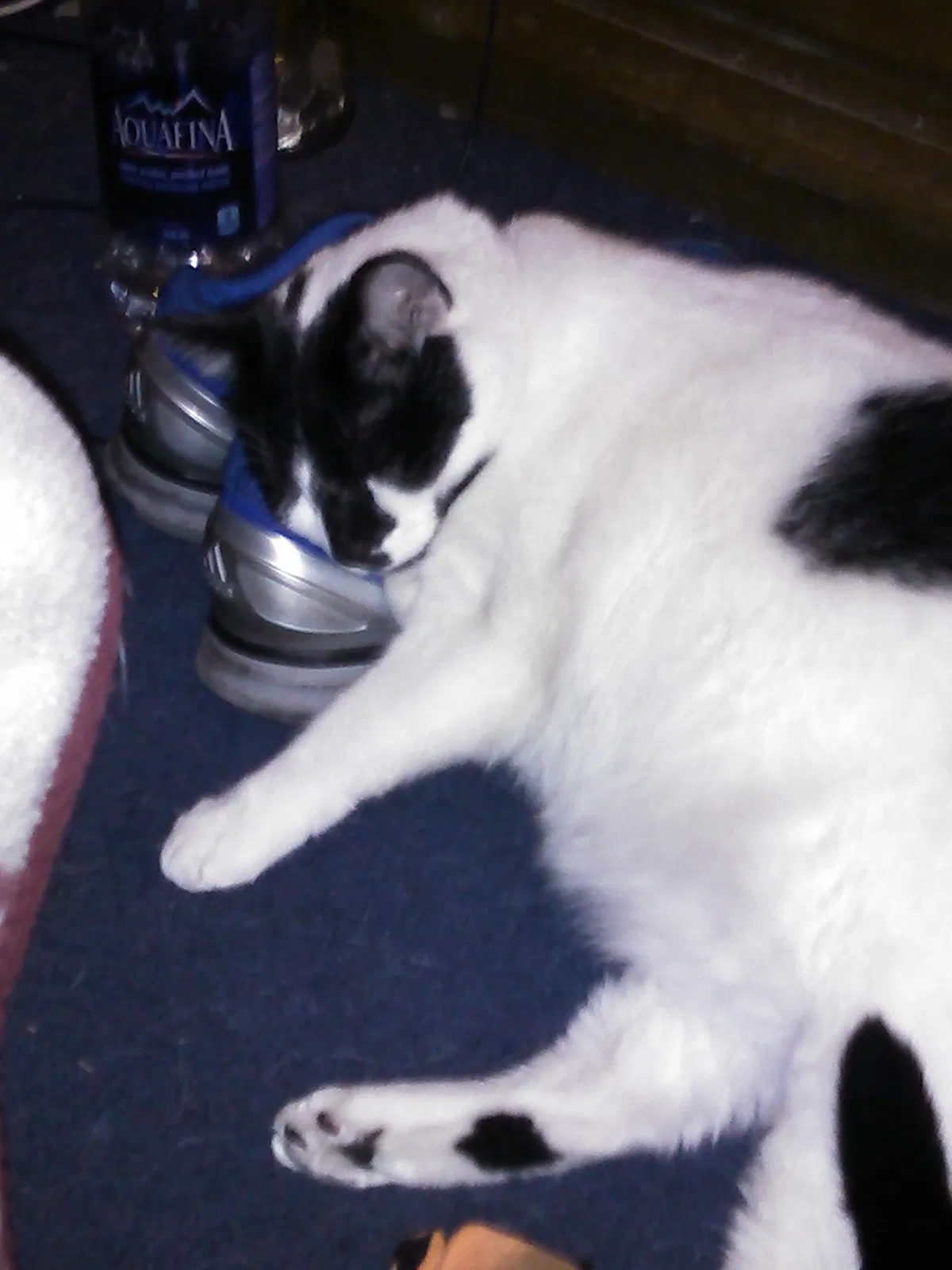 Lost cat in Sacramento, CA, 95823