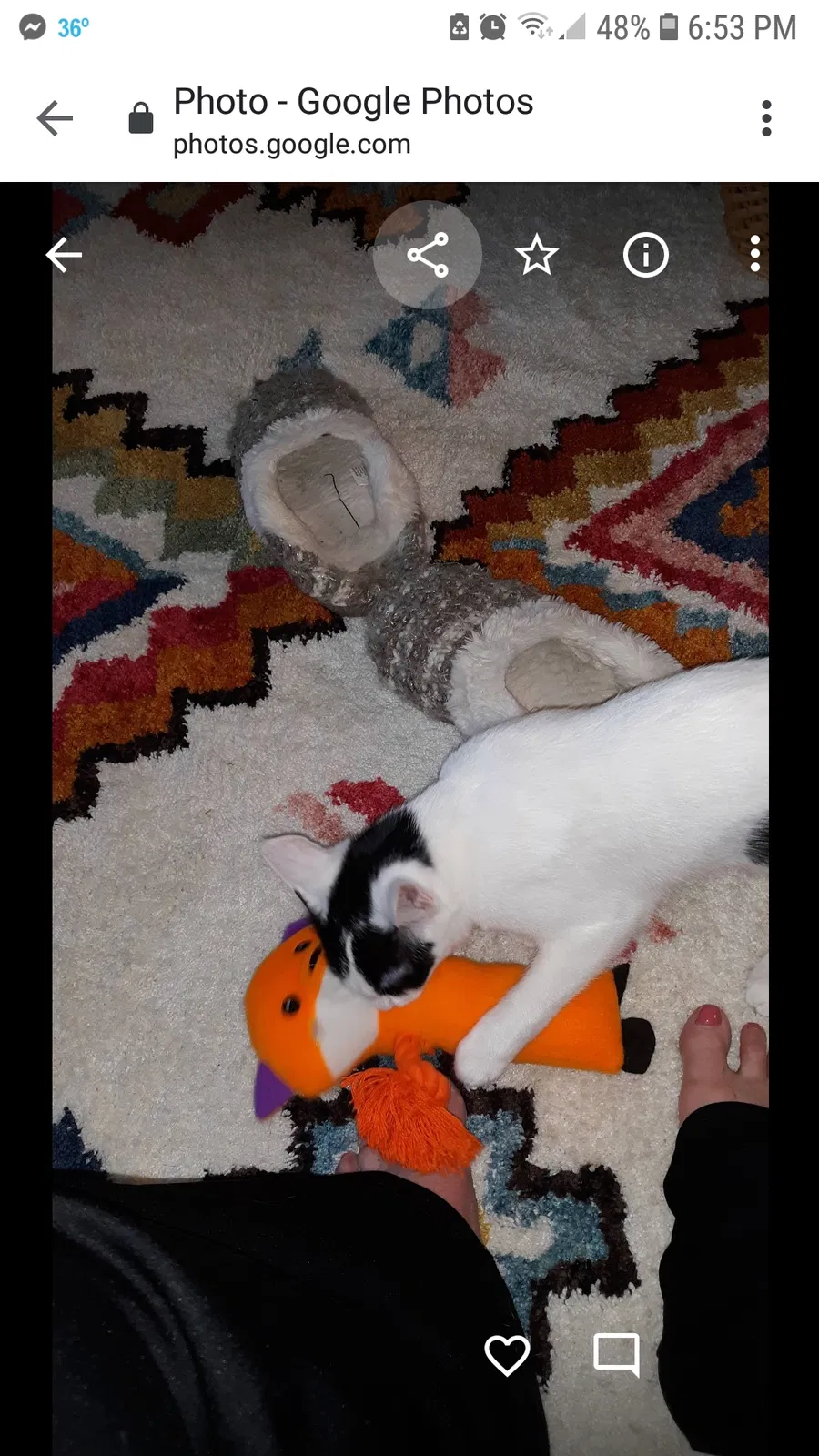 Lost cat in Denison, TX, 75020