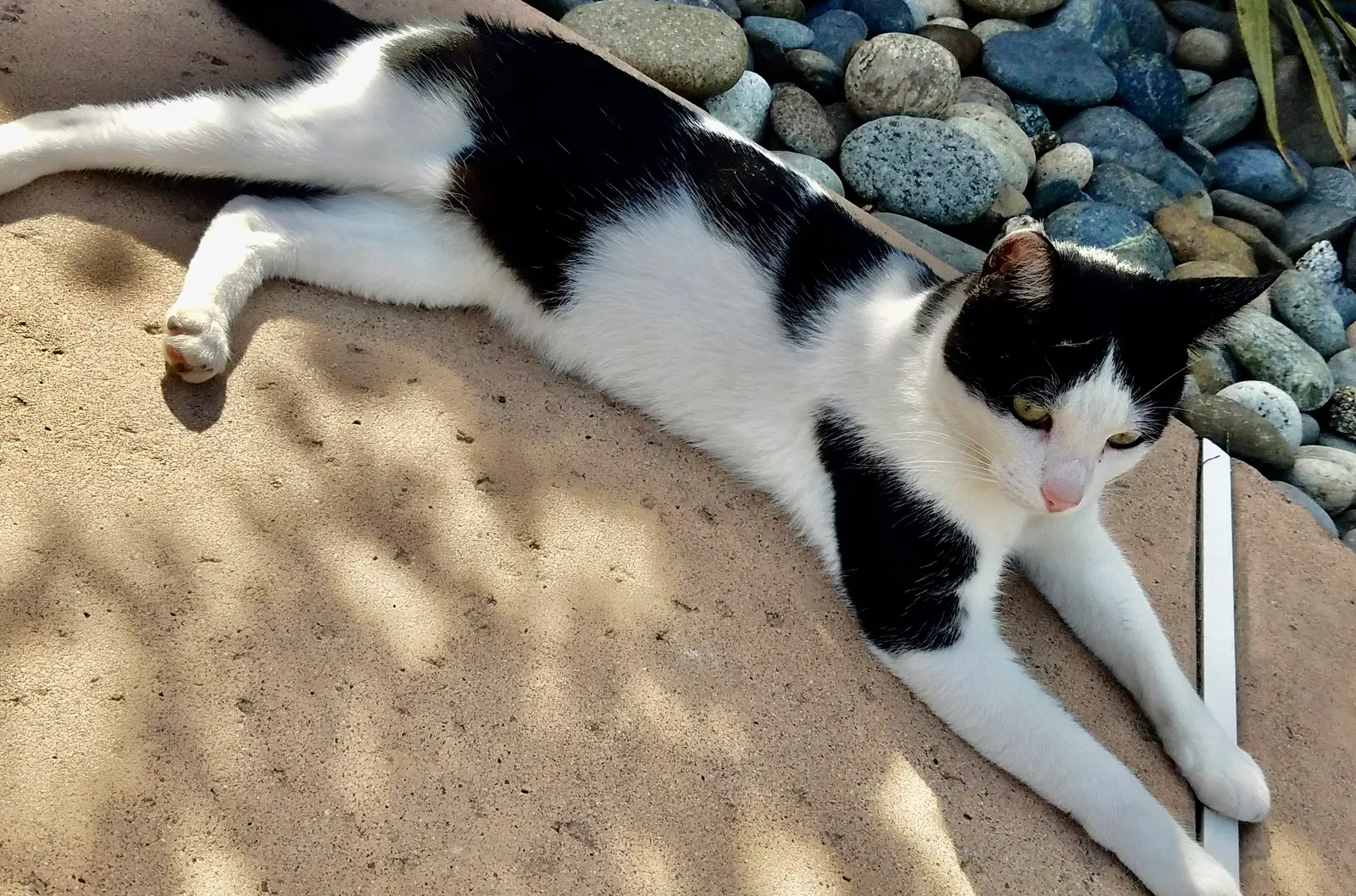 Lost cat in Manteca, CA, 95337
