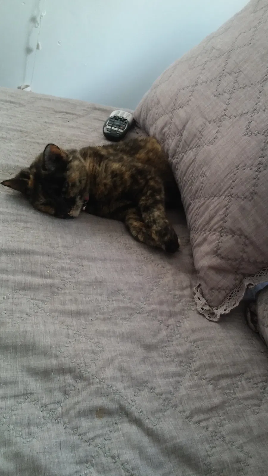 Lost cat in Miami, FL, 33155