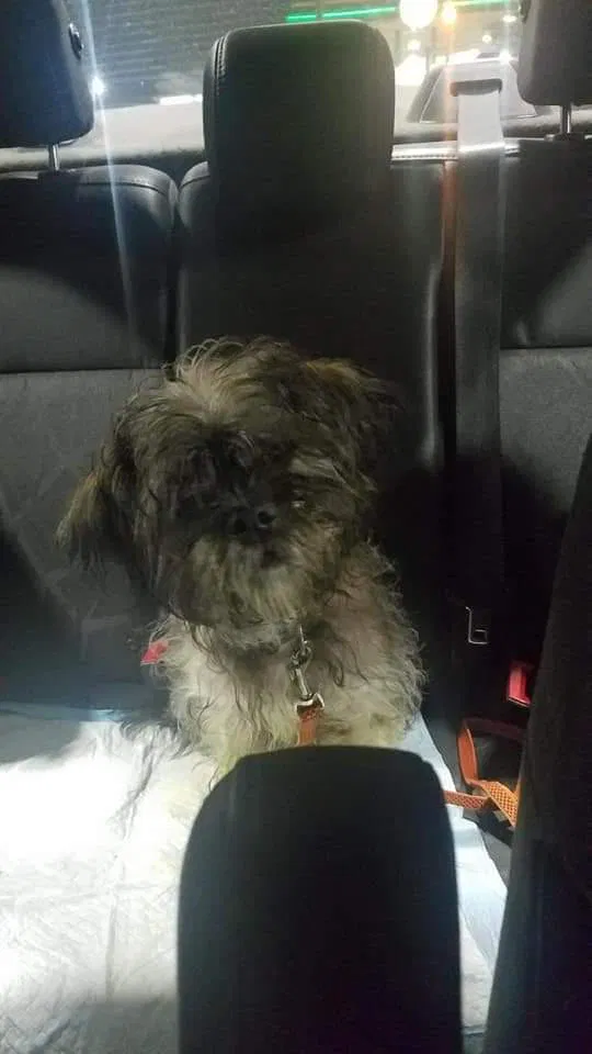Lost dog in Conway, AR, 72032