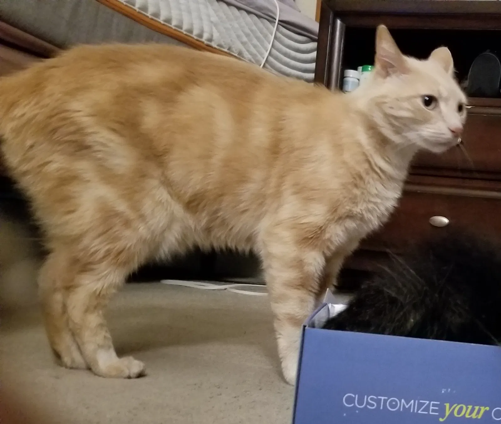 Lost cat in Hayward, CA, 94541