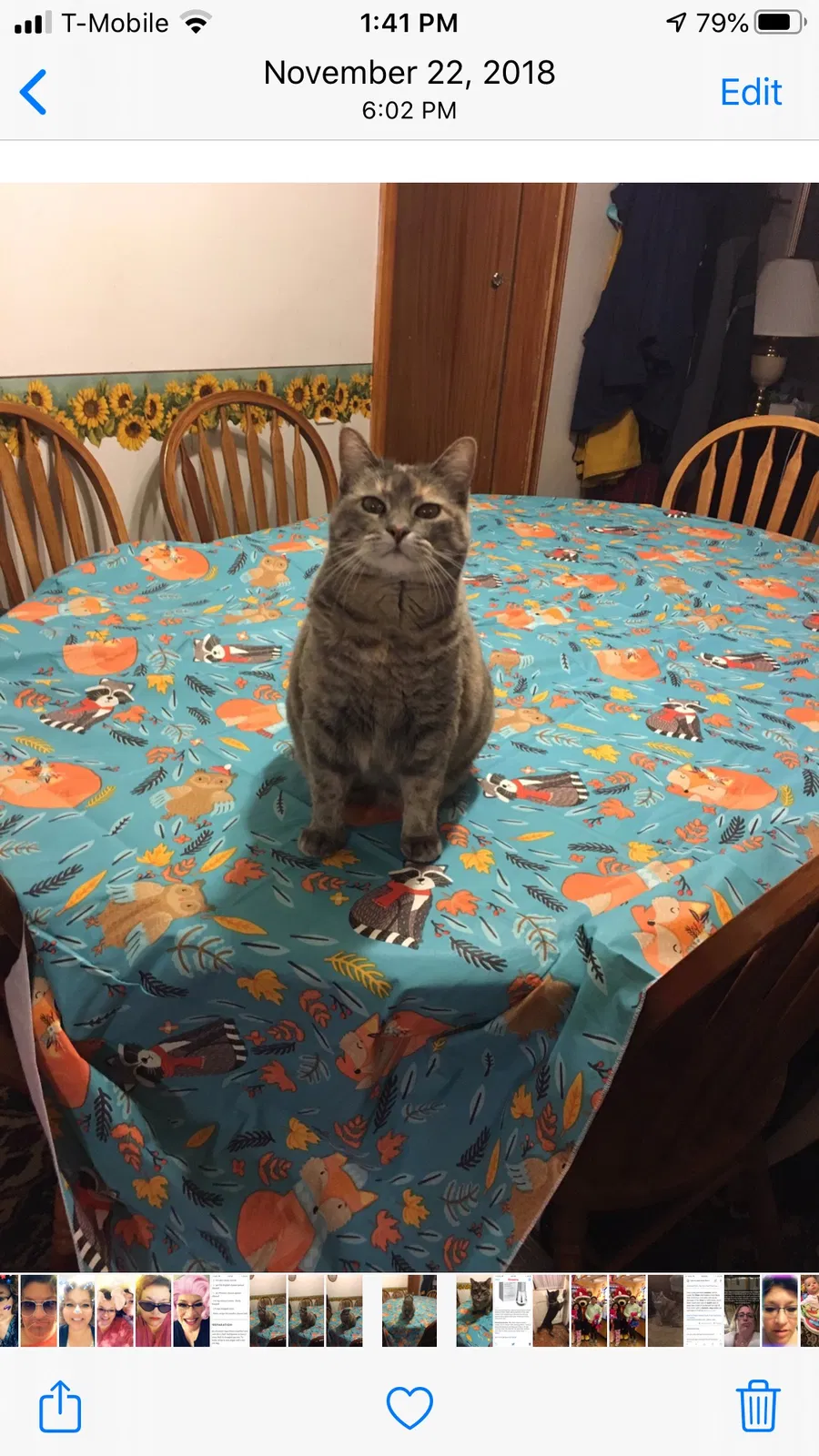Lost cat in Wichita, KS, 67211