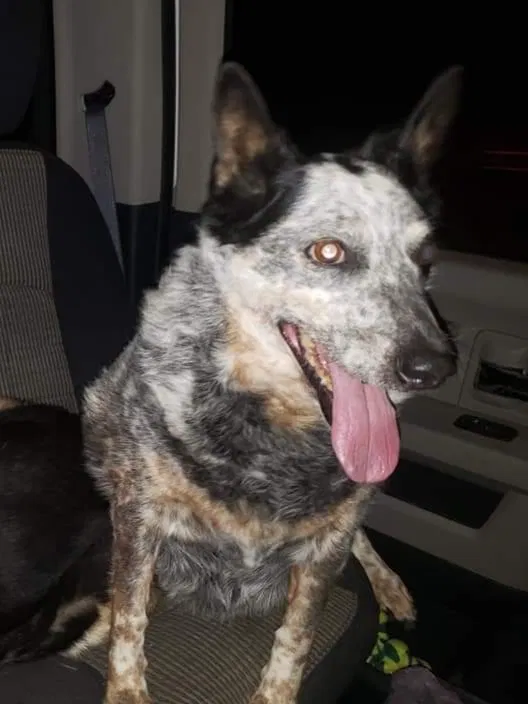 Lost dog in Kent, WA, 98042
