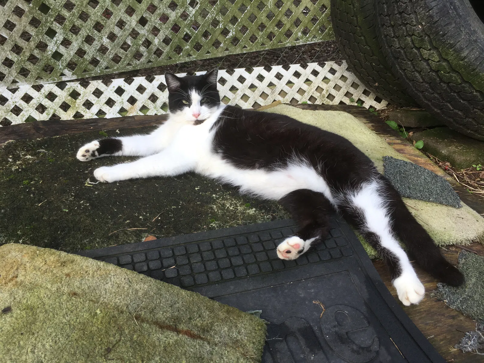 Lost cat in Baton Rouge, LA, 70806