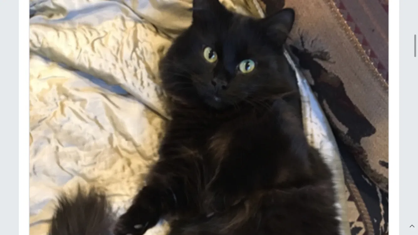 Lost cat in Waccabuc, NY, 10597